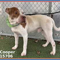 Thumbnail photo of COOPER #2