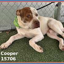 Thumbnail photo of COOPER #3