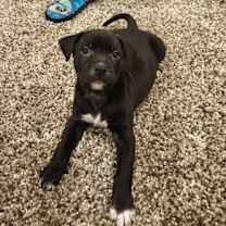 Thumbnail photo of Darwin #3