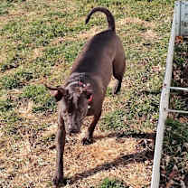 Thumbnail photo of Allie Dean #4