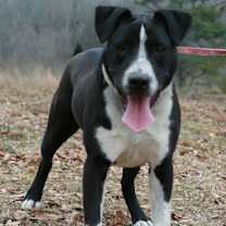 Thumbnail photo of Oliver #4