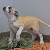 Thumbnail photo of Biggie Cheese #1