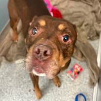 Thumbnail photo of Dior #2