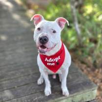 Thumbnail photo of Knox #1