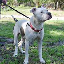 Thumbnail photo of Knox #3