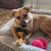 Thumbnail photo of Sugar #3