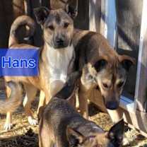 Thumbnail photo of Hans #3