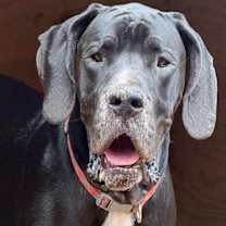 Thumbnail photo of Blaney #1