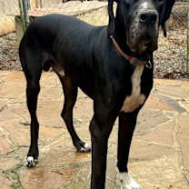 Thumbnail photo of Blaney #4