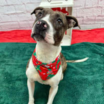 Thumbnail photo of Twila #1