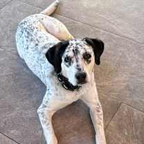 Thumbnail photo of Charlie #1