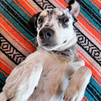 Thumbnail photo of Charlie #4