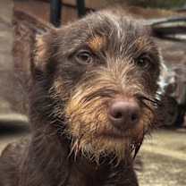 Thumbnail photo of RODDY #1