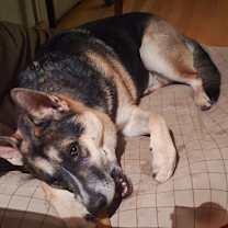 Thumbnail photo of CHIEF #2