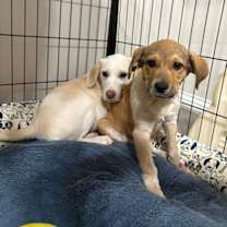 Thumbnail photo of Nitrogen #2