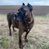 Thumbnail photo of Lil Caesar #3