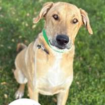 Thumbnail photo of Maverick #1