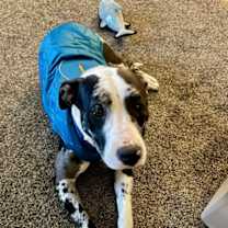 Thumbnail photo of Merlin #3