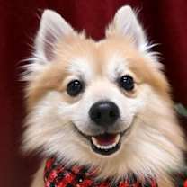 Thumbnail photo of Milo #1