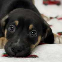 Thumbnail photo of Donner #2