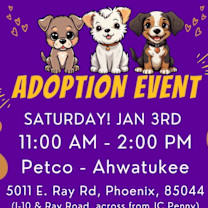 Thumbnail photo of TIGGER – 10 YEAR MALE CHIHUAHUA #2