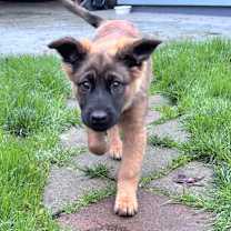 Thumbnail photo of Pepper #4