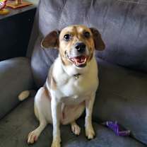 Thumbnail photo of Greysi #2