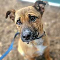 Thumbnail photo of Joy #2