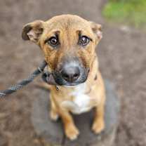 Thumbnail photo of Joy #3