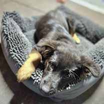 Thumbnail photo of Noel #2