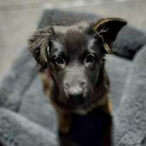 Thumbnail photo of Noel #4