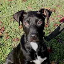 Thumbnail photo of Baylor #1