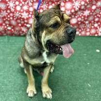 Thumbnail photo of Duke #2