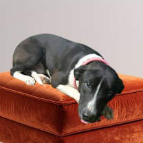 Thumbnail photo of Slinky #1