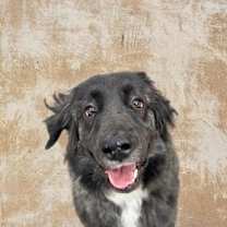 Thumbnail photo of Cherokee #1