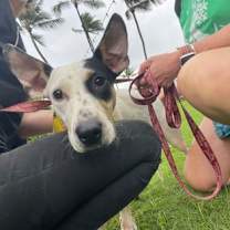 Thumbnail photo of Hollis #1