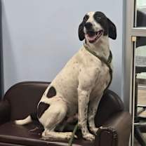 Thumbnail photo of Buick Skylark #2