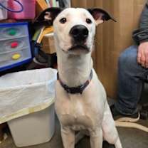 Thumbnail photo of Camo #1