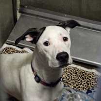 Thumbnail photo of Camo #2