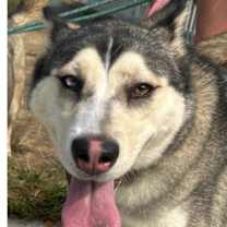 Thumbnail photo of Asher #2