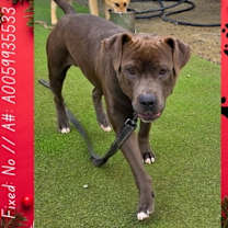 Thumbnail photo of Capone #2