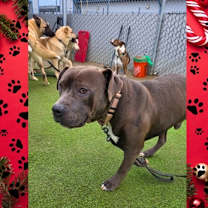 Thumbnail photo of Capone #3