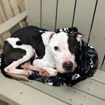 Thumbnail photo of Volo #3