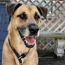 Thumbnail photo of Henry #2