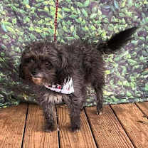 Thumbnail photo of Killian (GA) #1