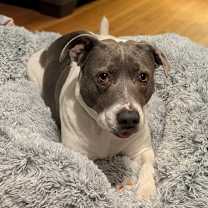 Thumbnail photo of Brookie #3