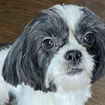 Thumbnail photo of Shihpoo Patsy #1