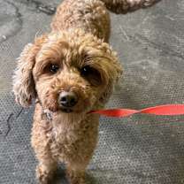 Thumbnail photo of Mini GD Remi House trained #4