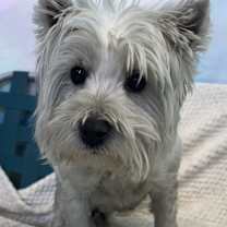 Thumbnail photo of WHT White Tona #2