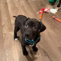 Thumbnail photo of Howard (AVAILABLE 1/11) #2